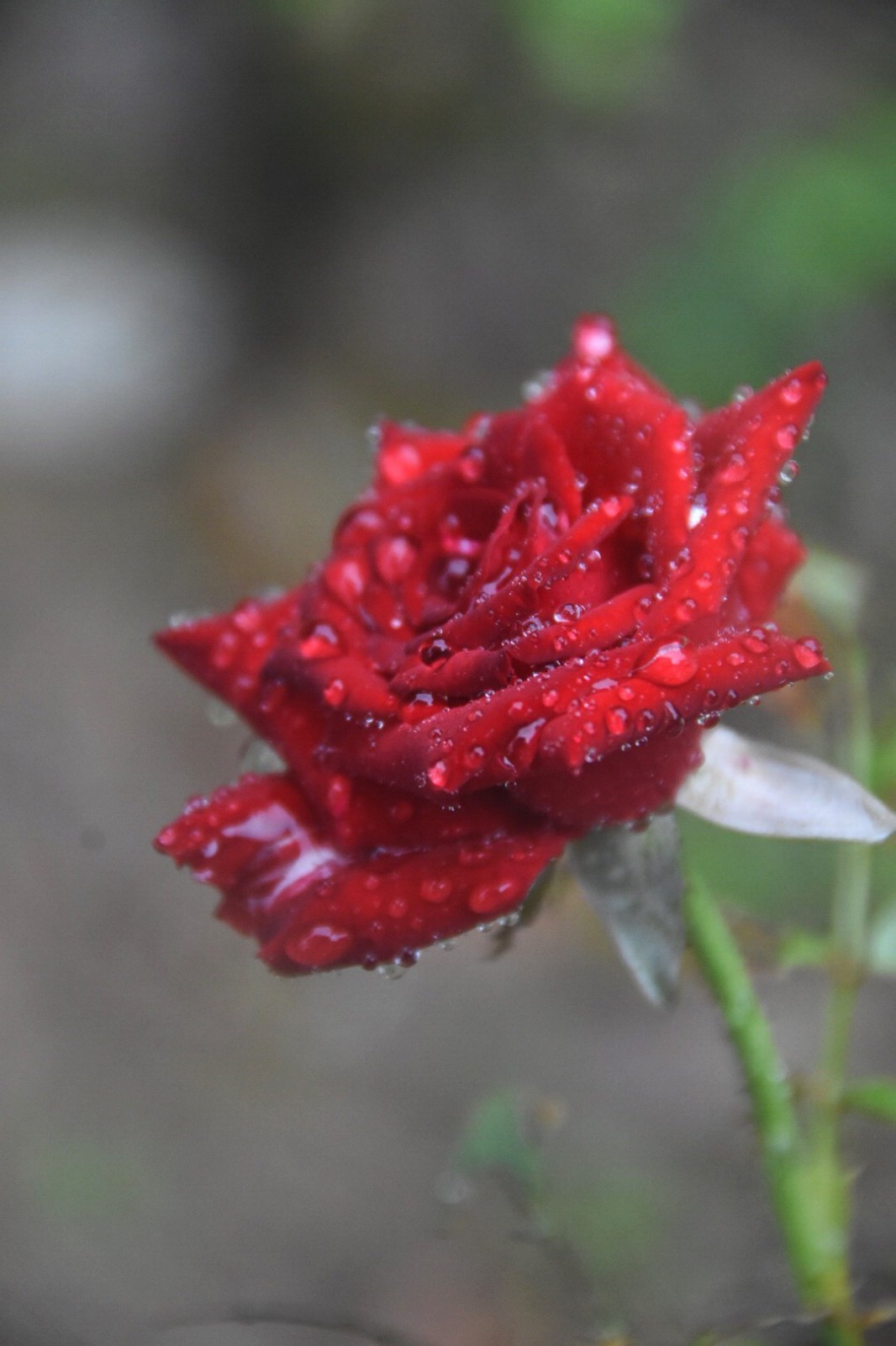 雨中玫瑰(原创摄影)