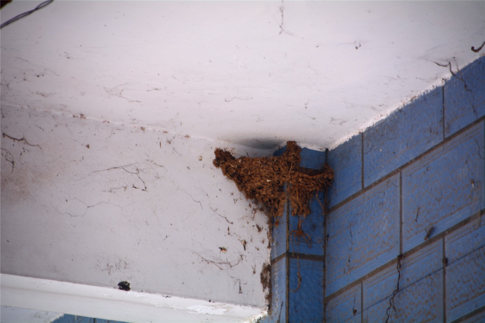 燕子在菜店门口筑巢 美女老板选择这样做