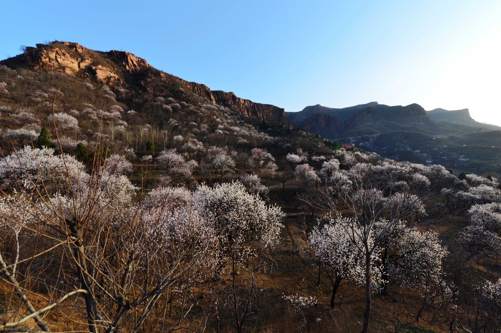 太漂亮了!邢台县杏繁岭上百亩野生杏花美炸双眼