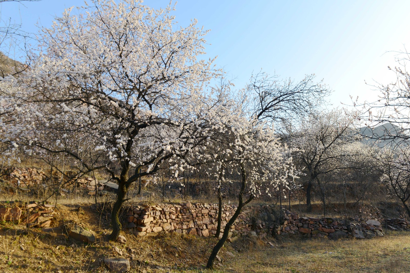太漂亮了!邢台县杏繁岭上百亩野生杏花美炸双眼