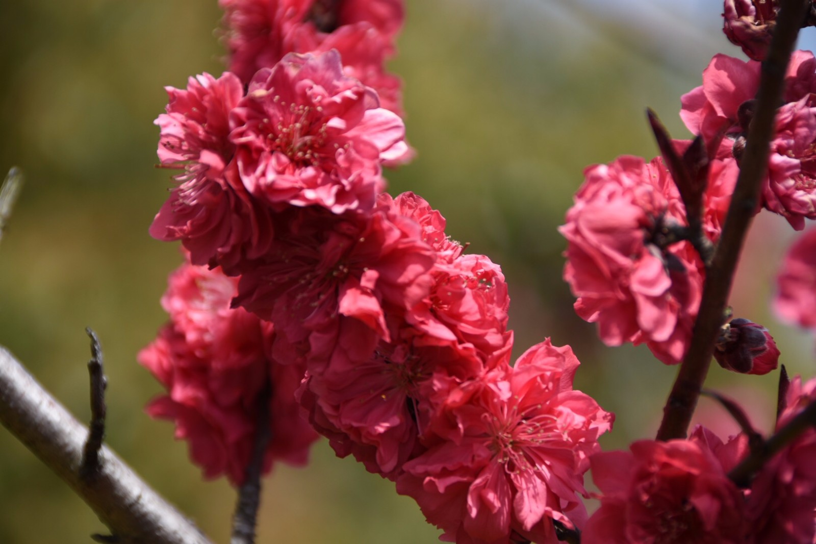 红叶碧桃像燃烧在枝头的火串释放着春的热情