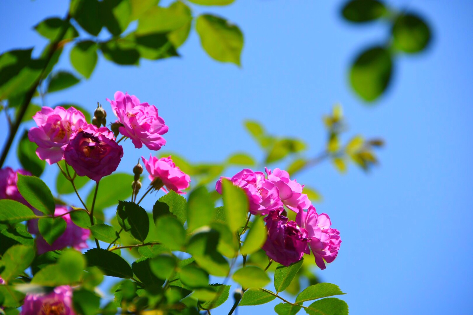 蔷薇新花对白日故蕊逐行风参差不俱曜谁肯盼微丛谢朓