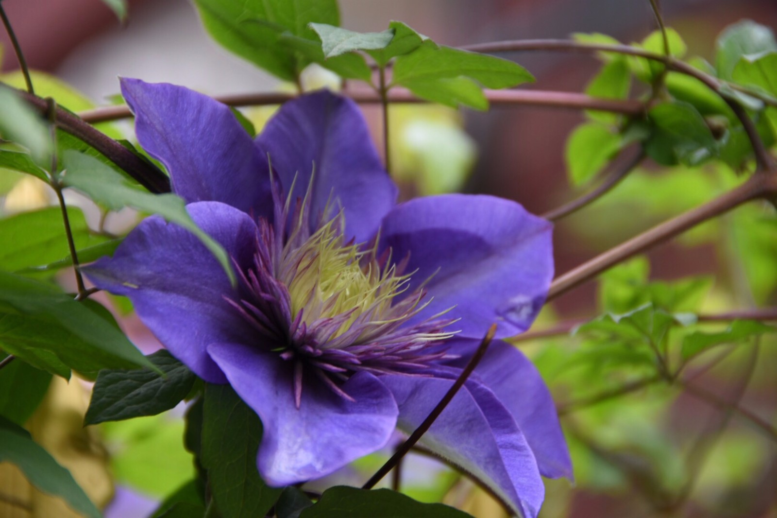 铁线莲花语高洁美丽的心