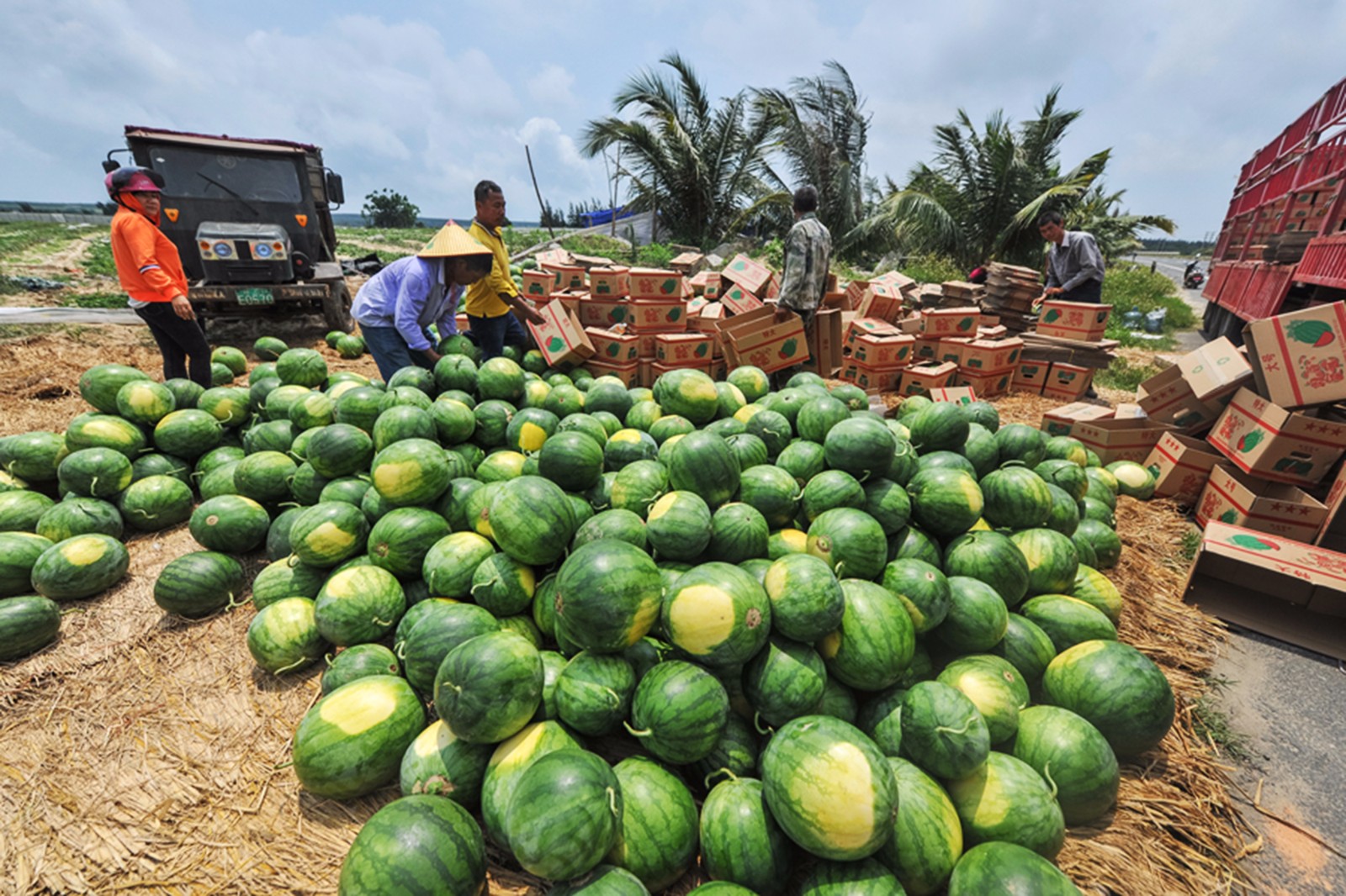 村民种西瓜喜获丰收 全年产值近7000万元