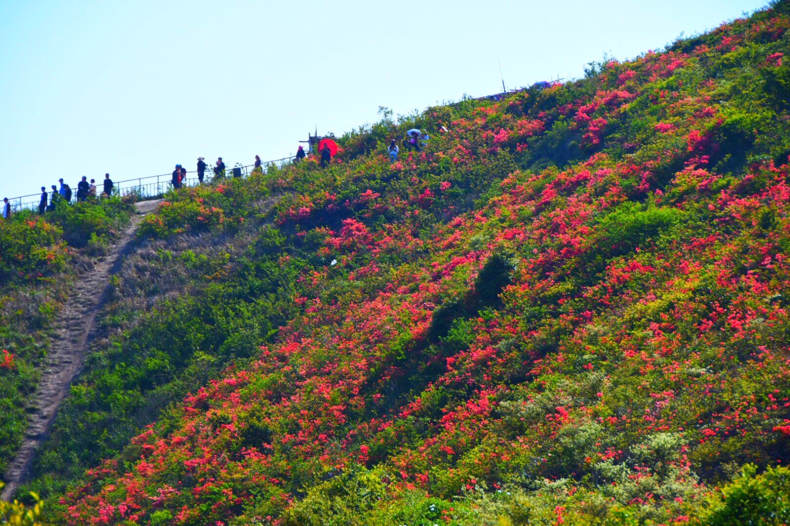 爬溫嶺上保山,賞連綿好幾個山坡野生杜鵑,原生態的才是最美的