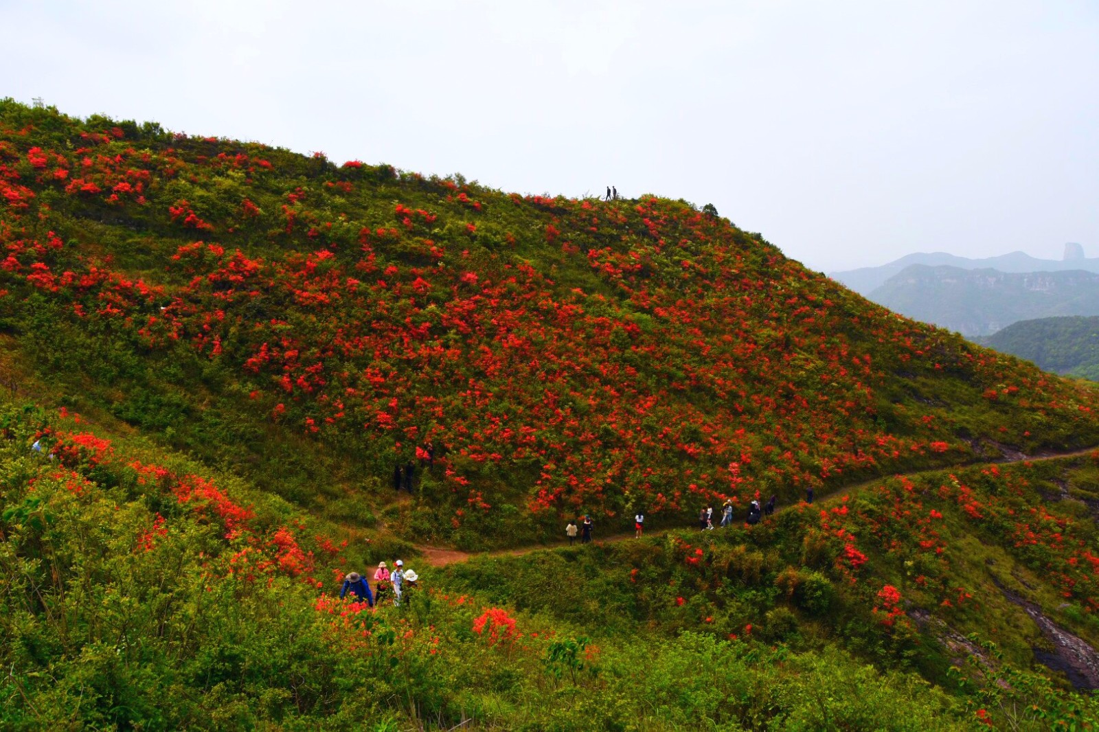 爬温岭上保山,赏连绵好几个山坡野生杜鹃,原生态的才是最美的