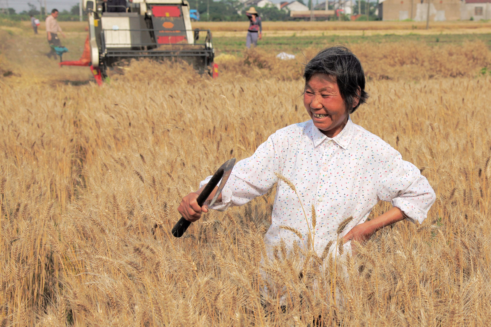 夏收忙抢收麦子开始啦