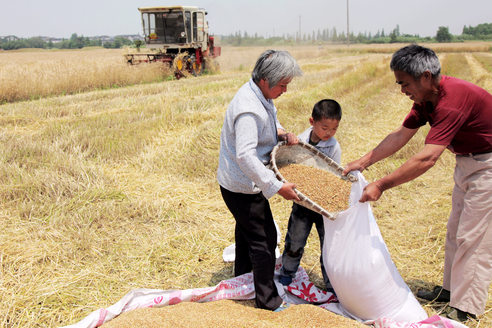 夏收忙抢收麦子开始啦