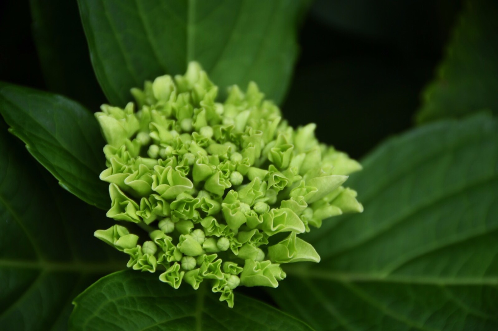 【草绣球】/19图