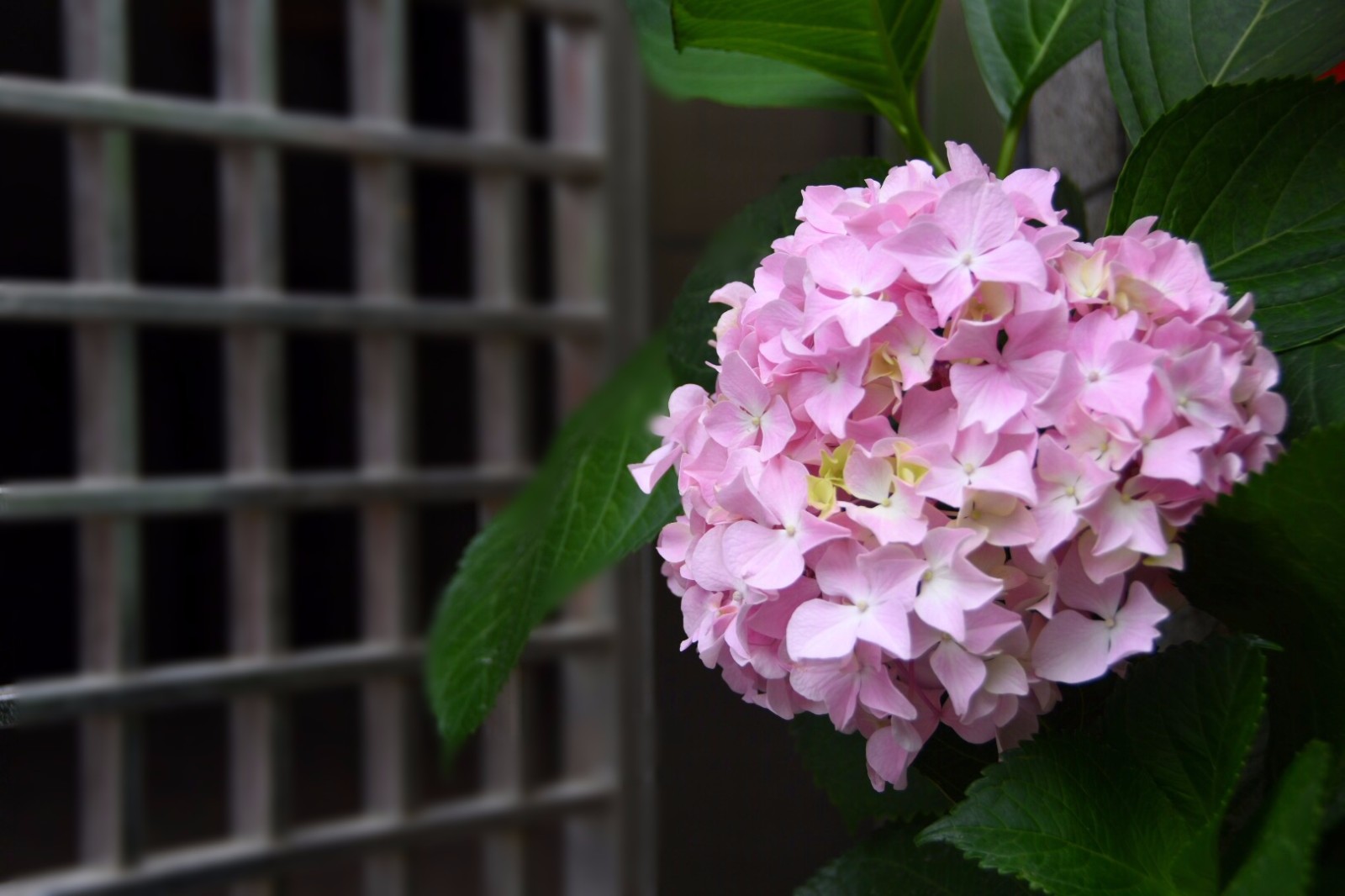 【草绣球】/19图