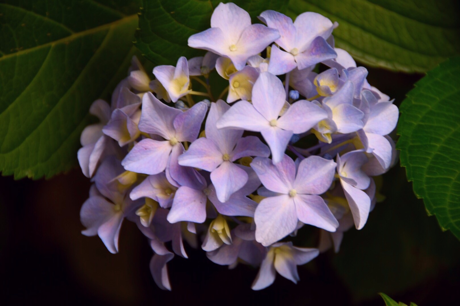 【草绣球】/19图