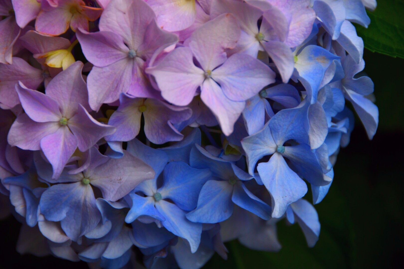 【草绣球】/19图