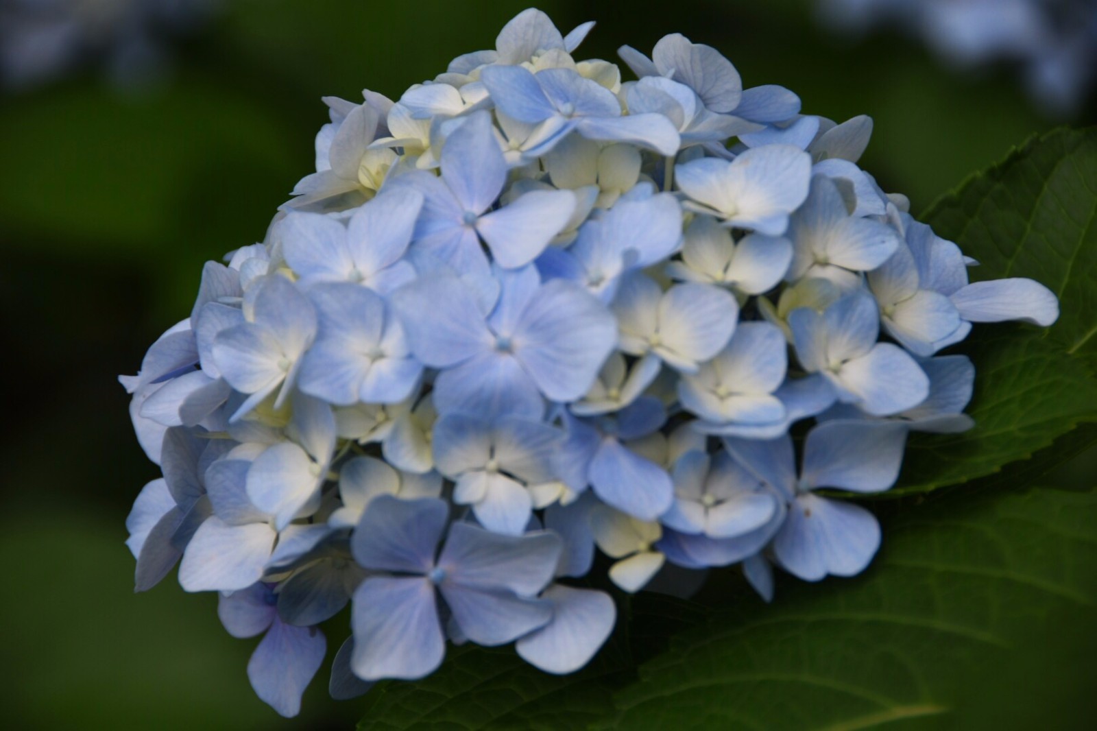 【草绣球】/19图