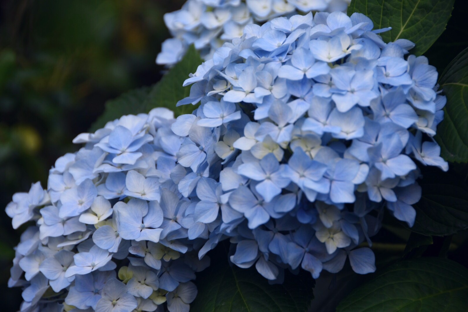 【草绣球】/19图