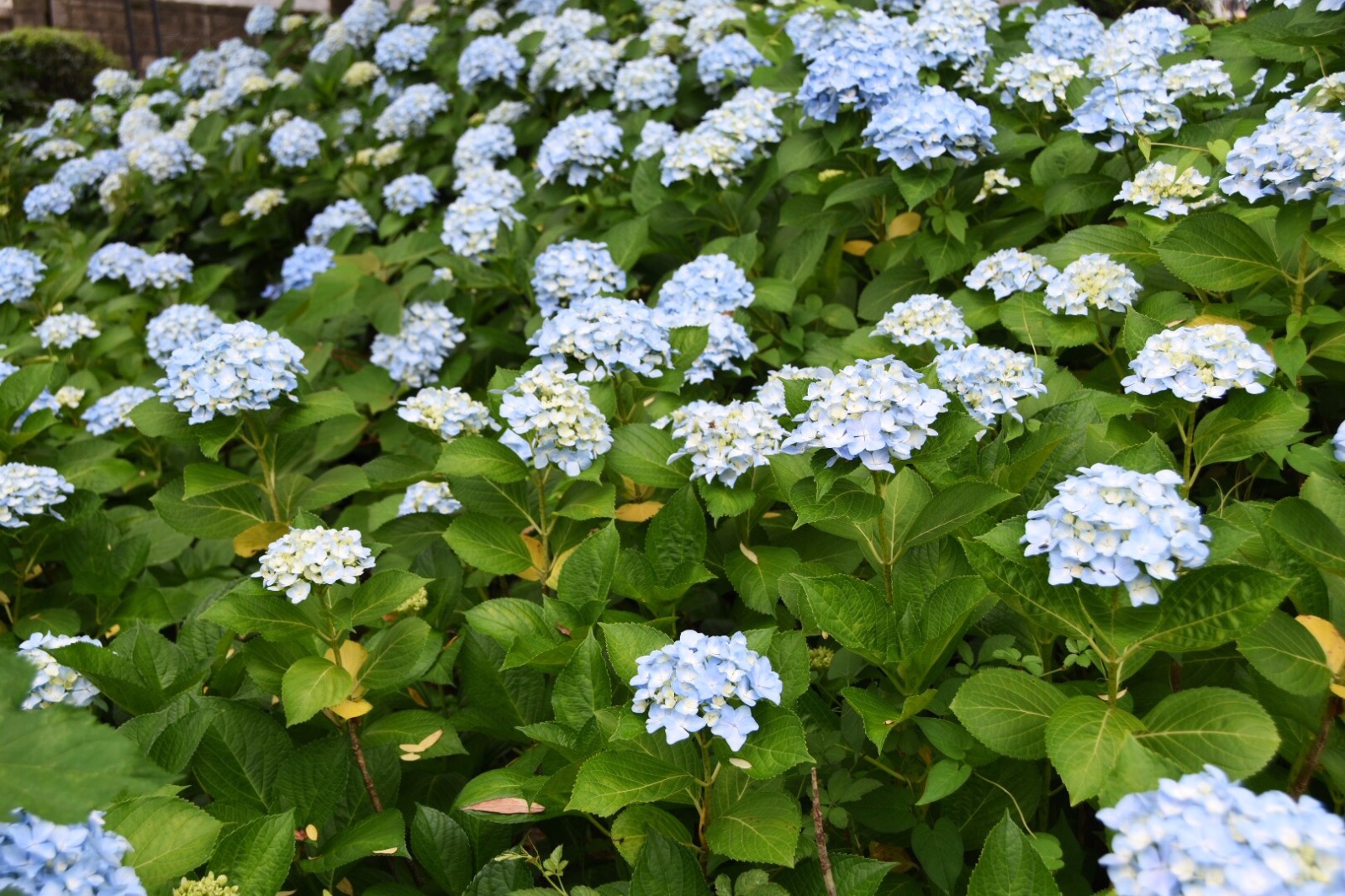 【草绣球】/19图