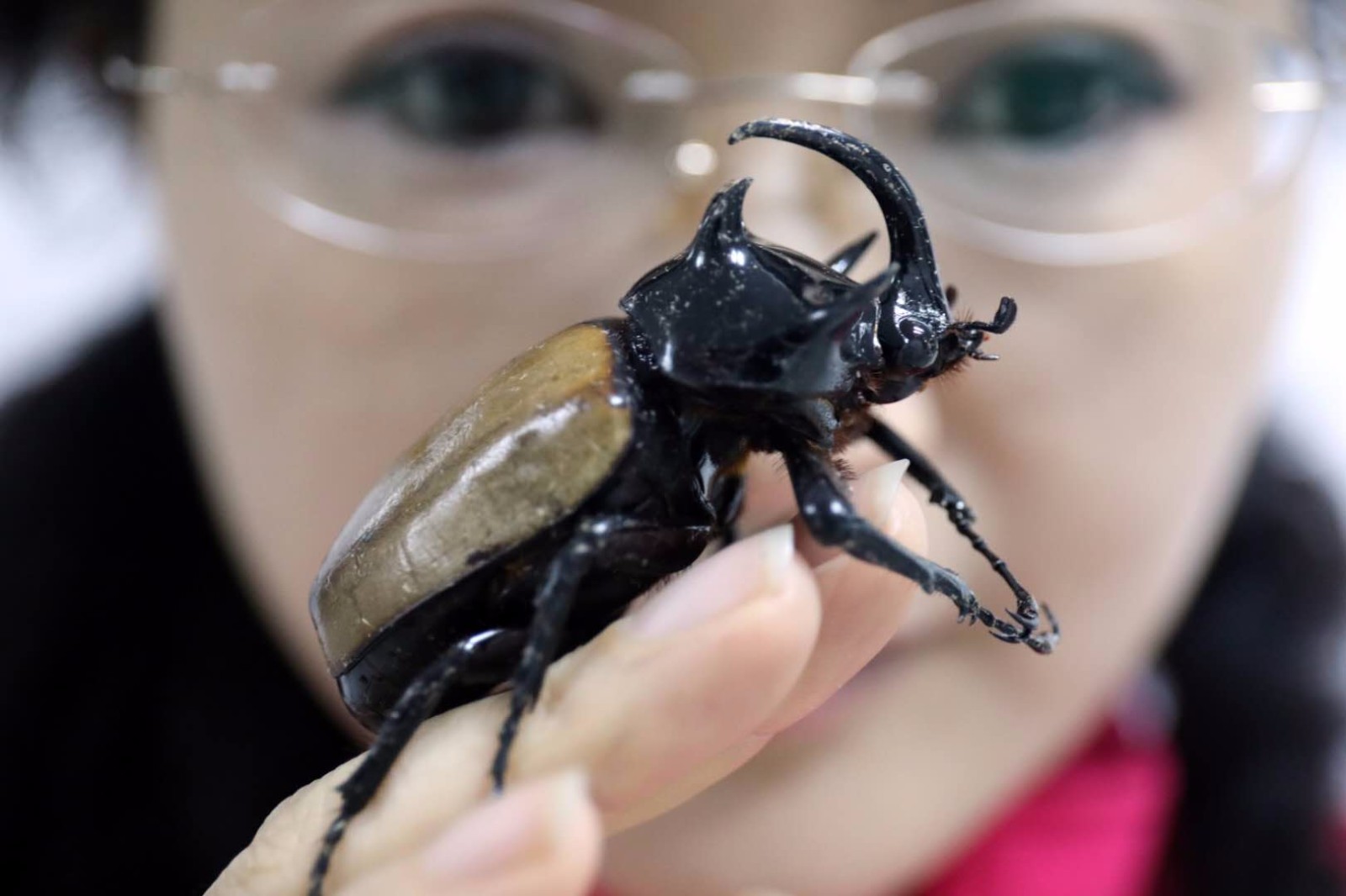 中国第二大甲虫四川首次发现细角疣犀金龟