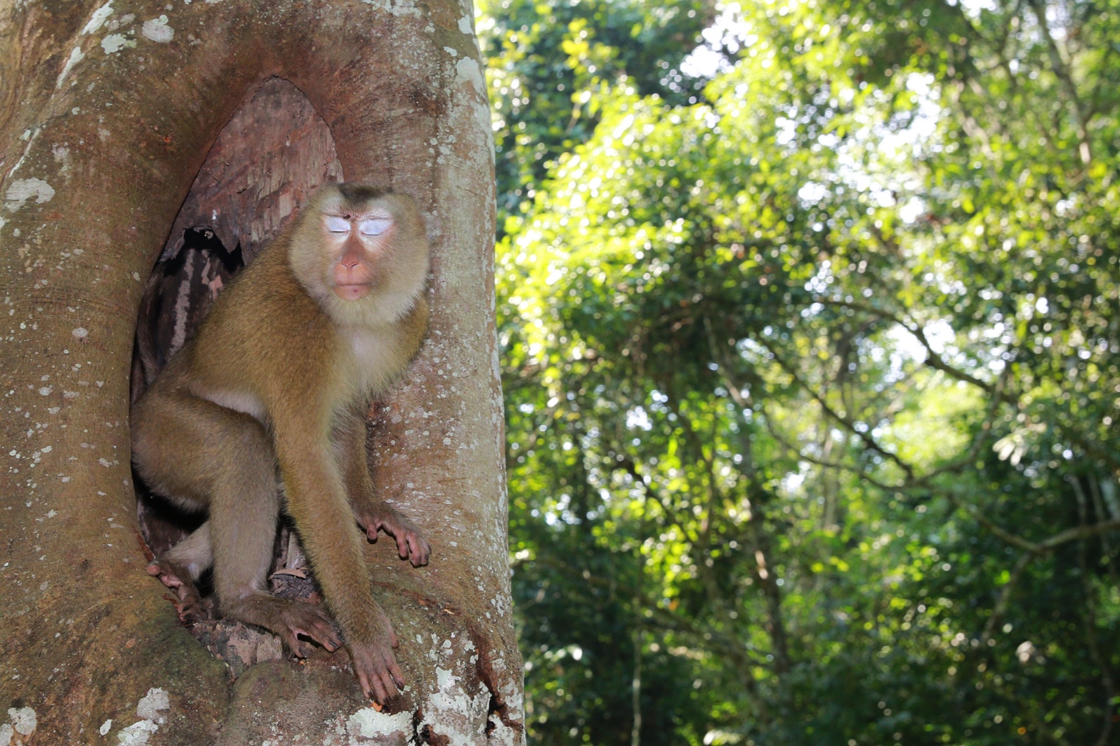 平顶猴入村寨捣乱被捕 放生后不愿离开