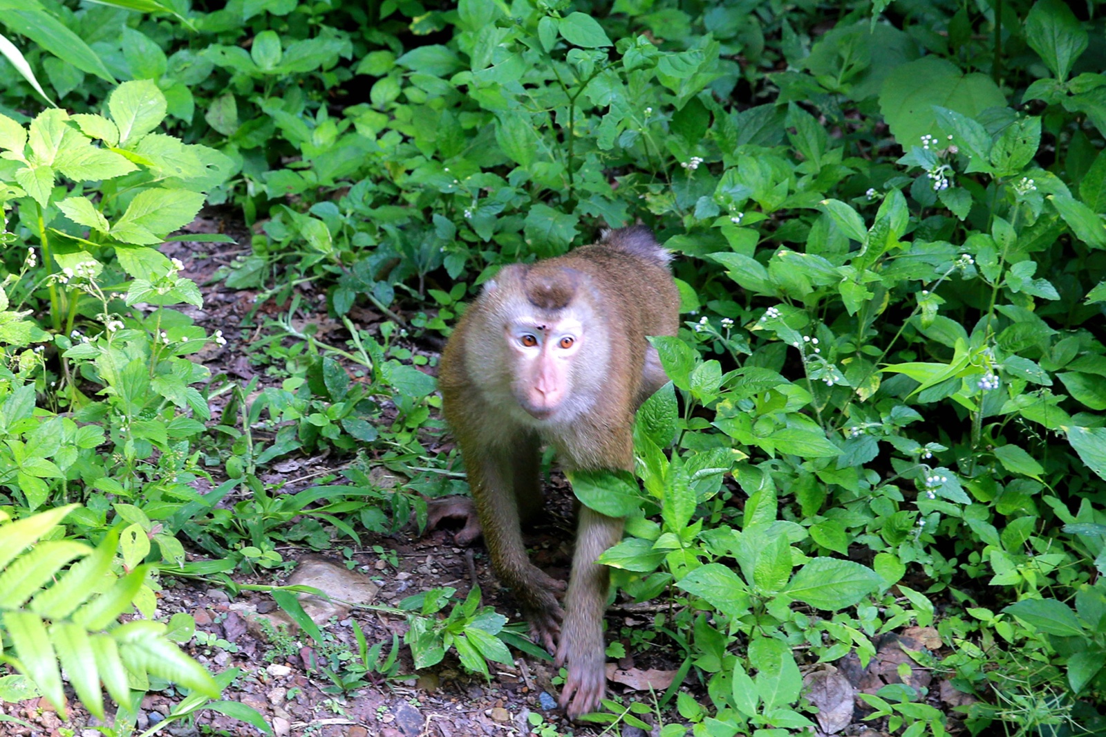 平顶猴入村寨捣乱被捕 放生后不愿离开