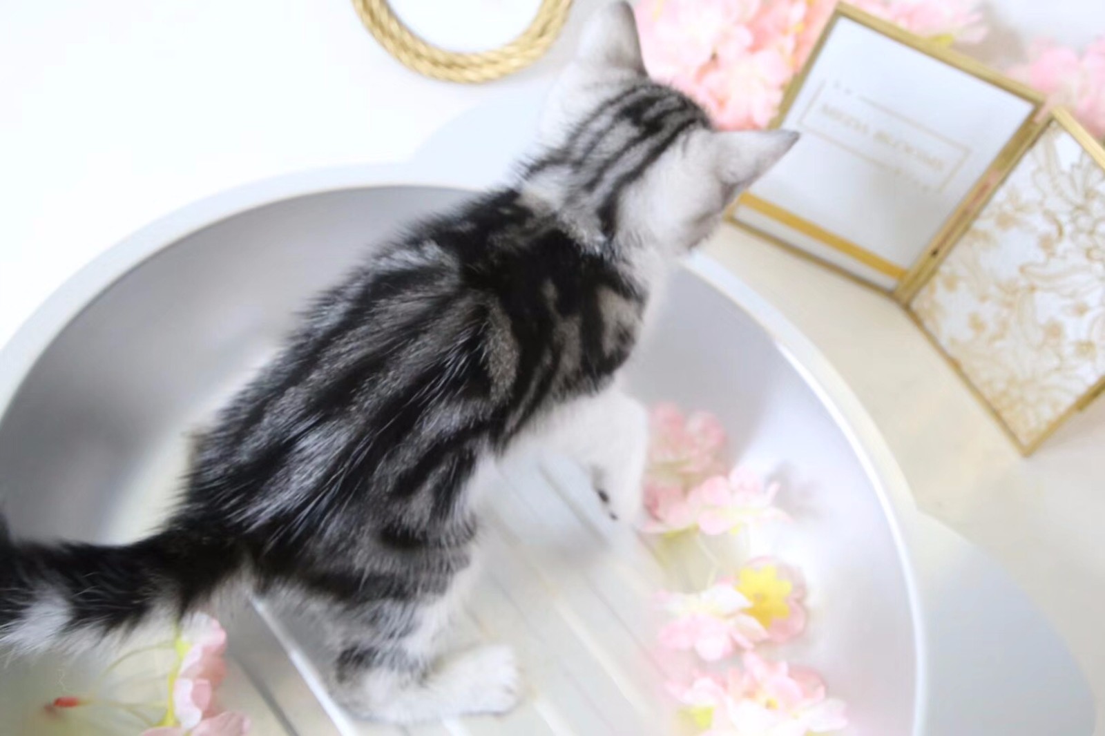 日本动漫里走出来的起司猫,心都被它萌化了|日本动漫|起司|猫_新浪新