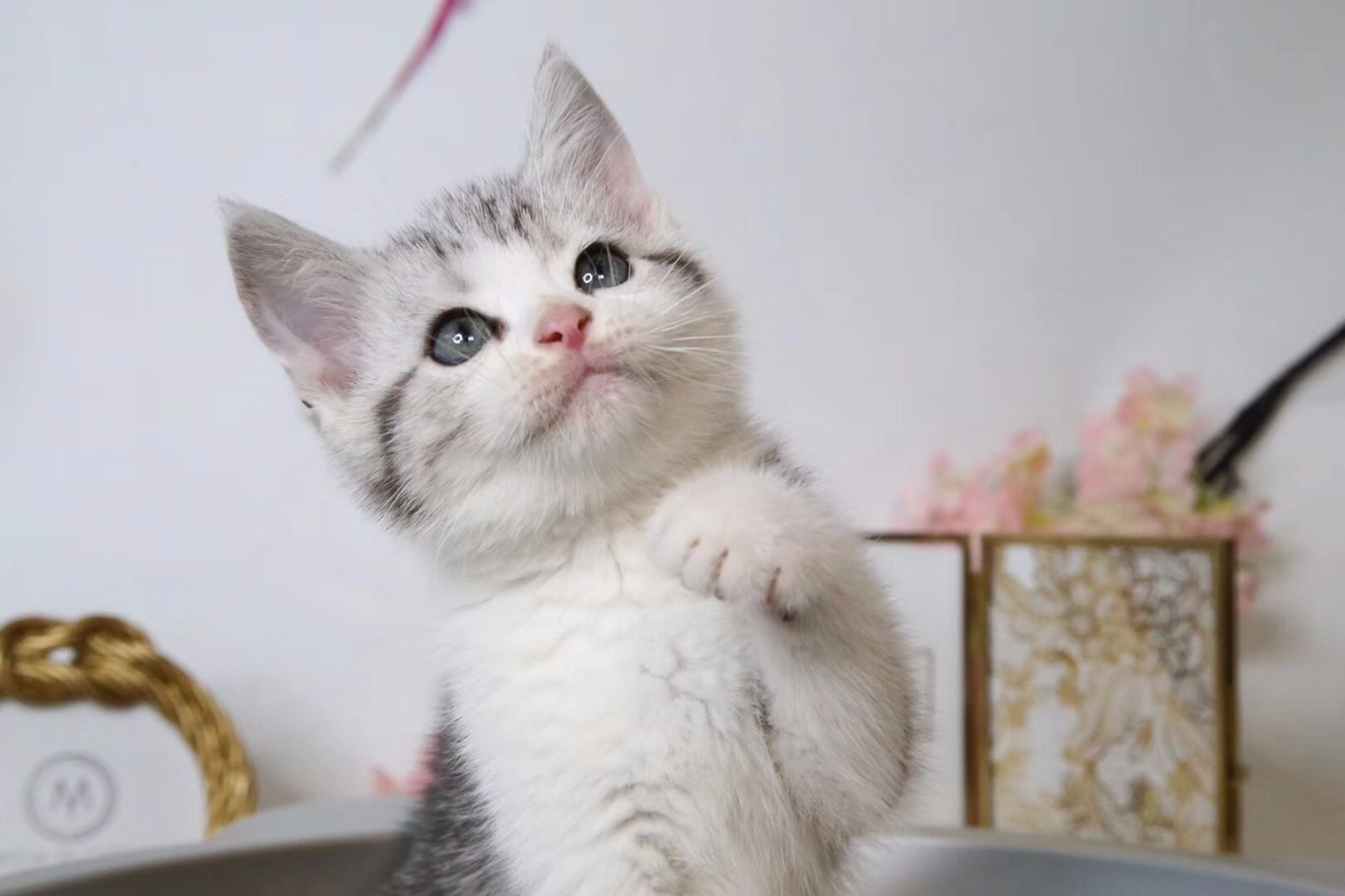 日本动漫里走出来的起司猫,心都被它萌化了|日本动漫|起司|猫_新浪新