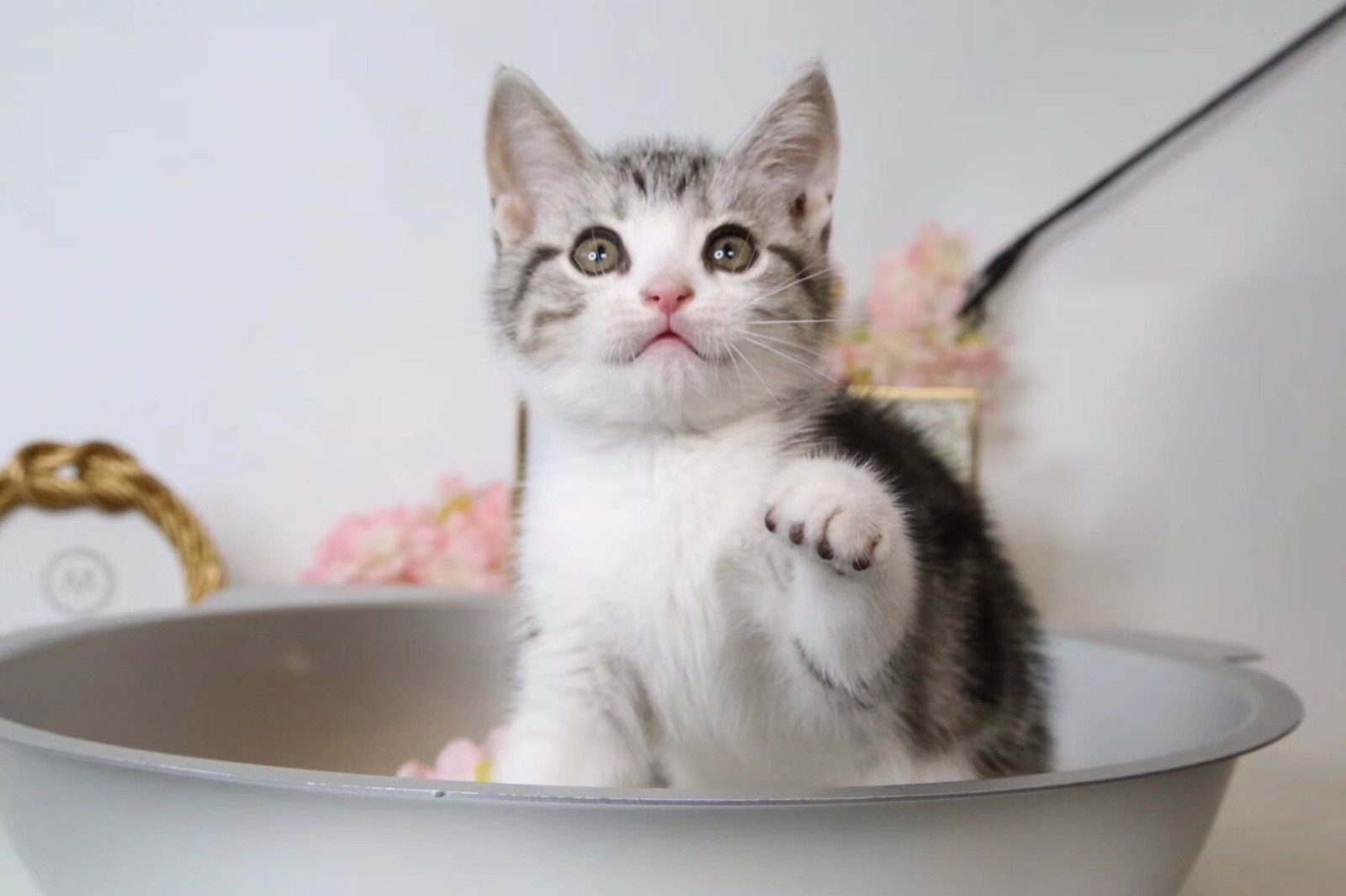 日本动漫里走出来的起司猫,心都被它萌化了|日本动漫|起司|猫_新浪新