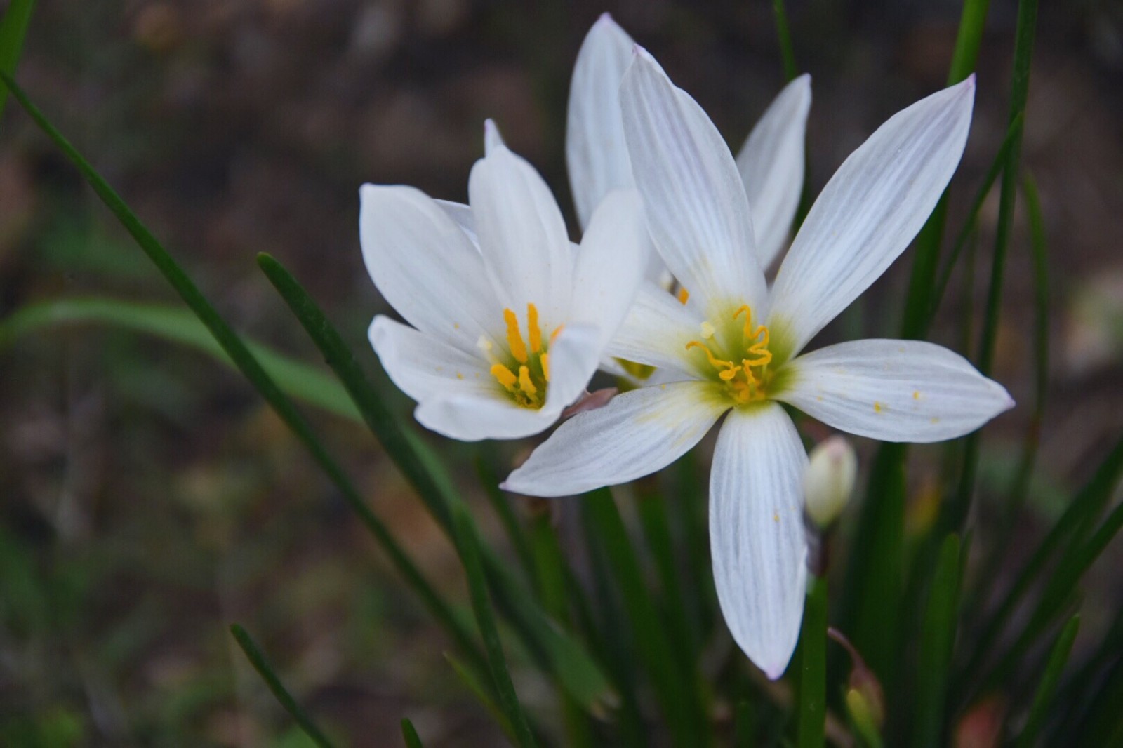 葱兰花语(葱兰花语句子)