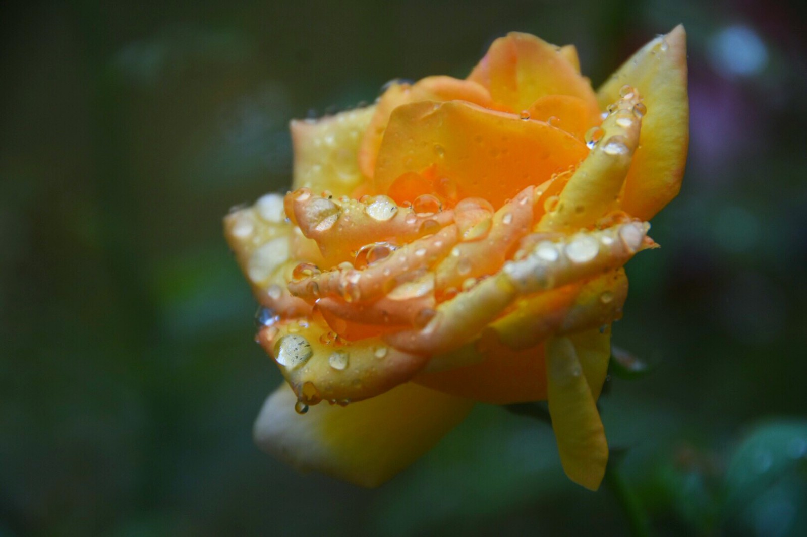 雨中玫瑰(原创摄影)