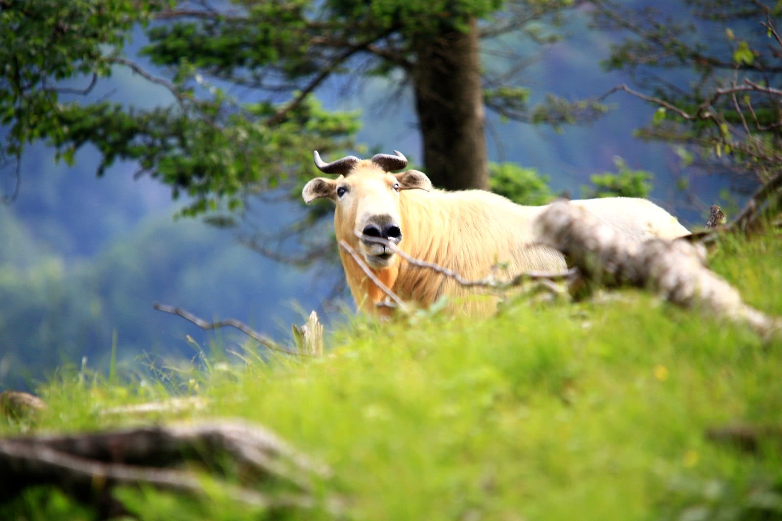 "国宝"羚牛现身秦岭大山 结伴觅食