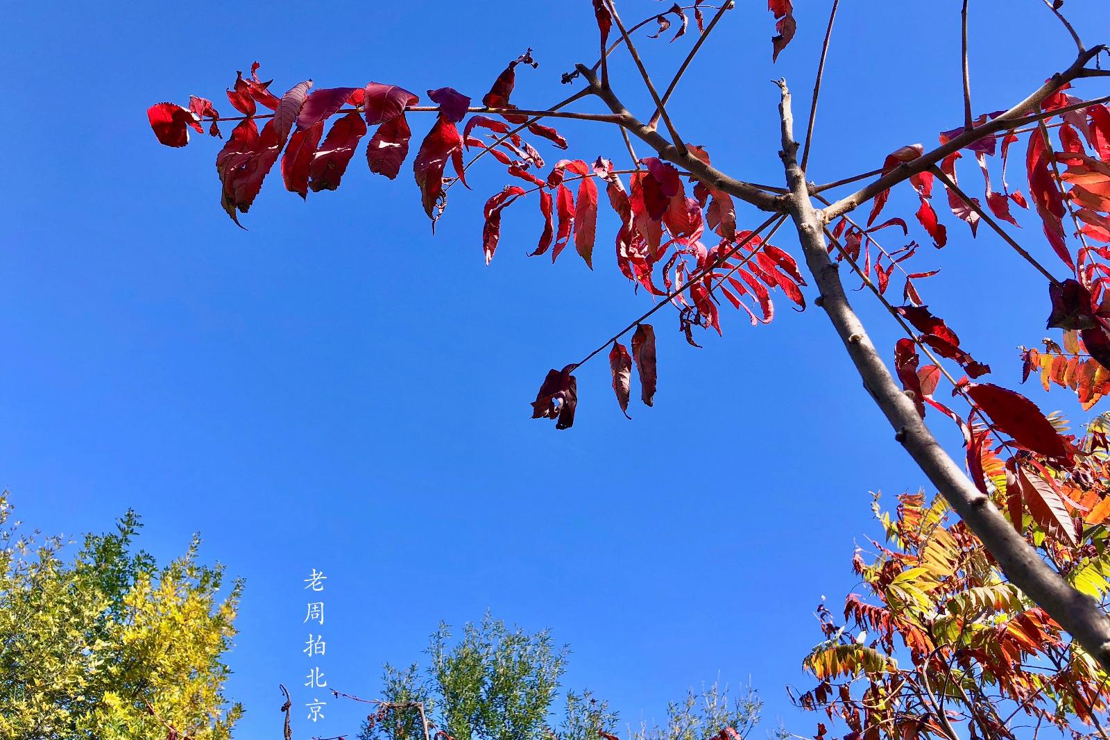 北京奥森红叶秋色：火炬树、蓝天，奥林匹克森林公园|火炬树|奥森|秋色_新浪新闻