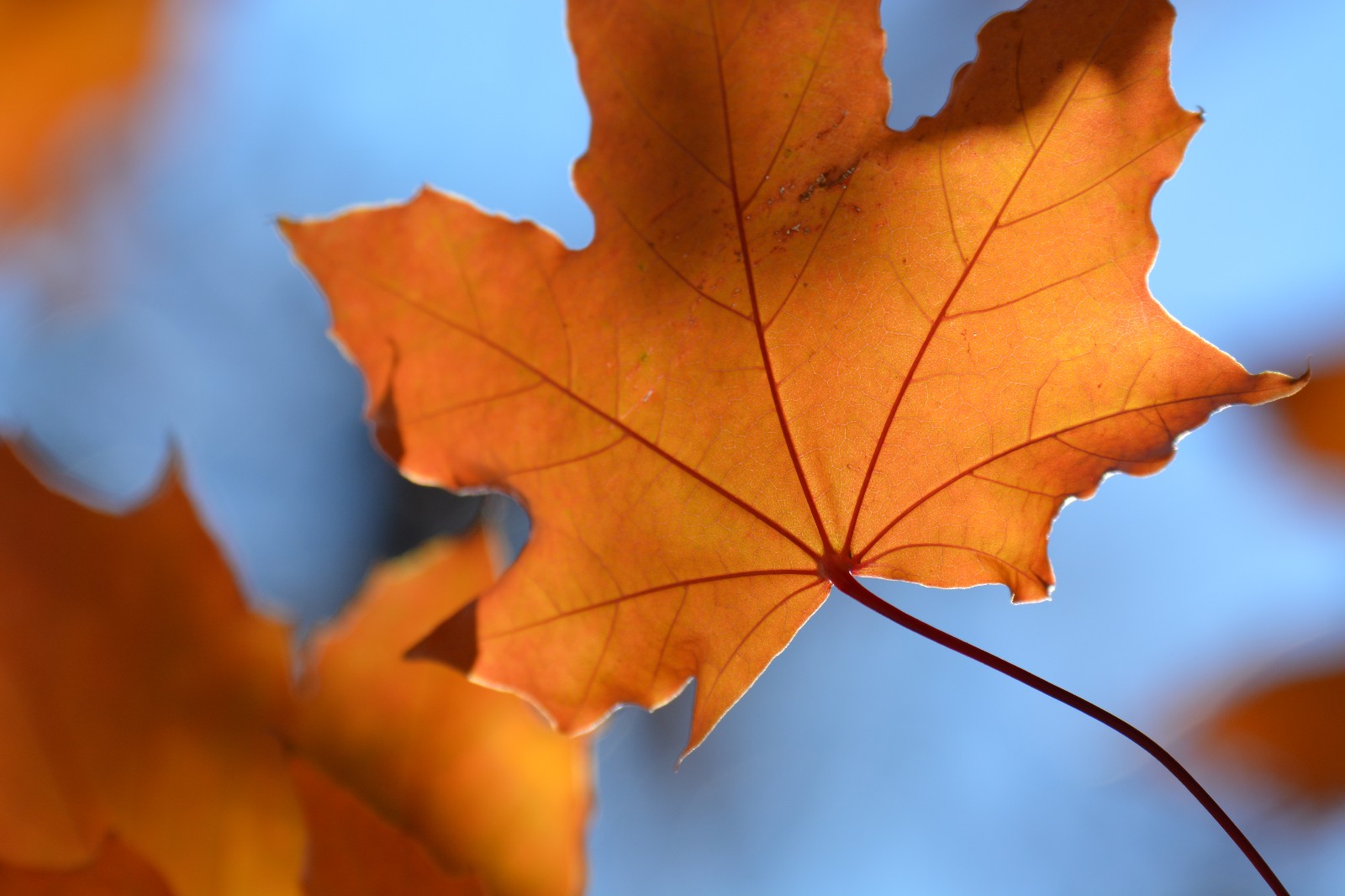 第一次拍到元宝槭的叶子很特别很漂亮原创摄影