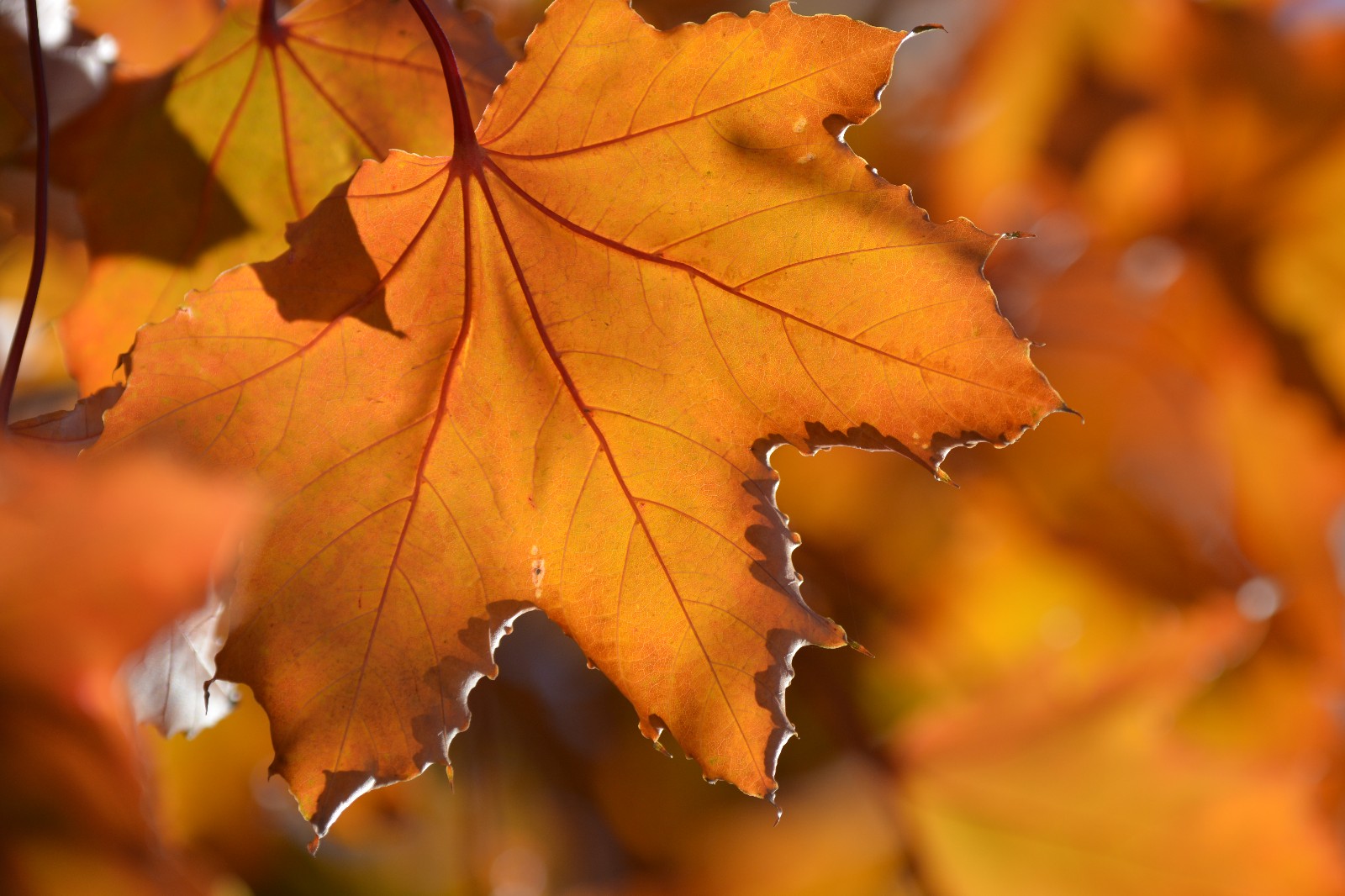 第一次拍到元宝槭的叶子很特别很漂亮原创摄影