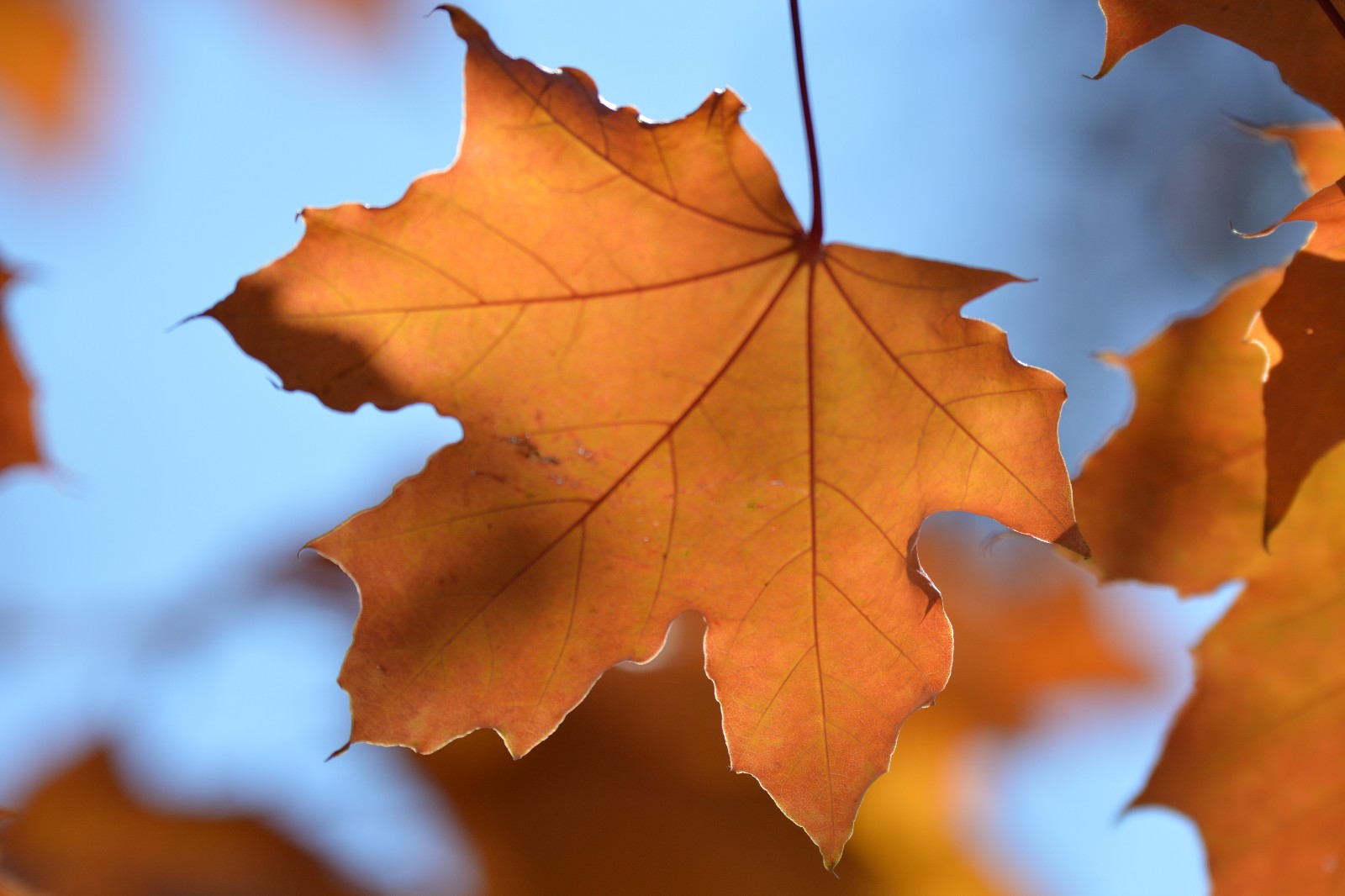 第一次拍到元宝槭的叶子很特别很漂亮原创摄影