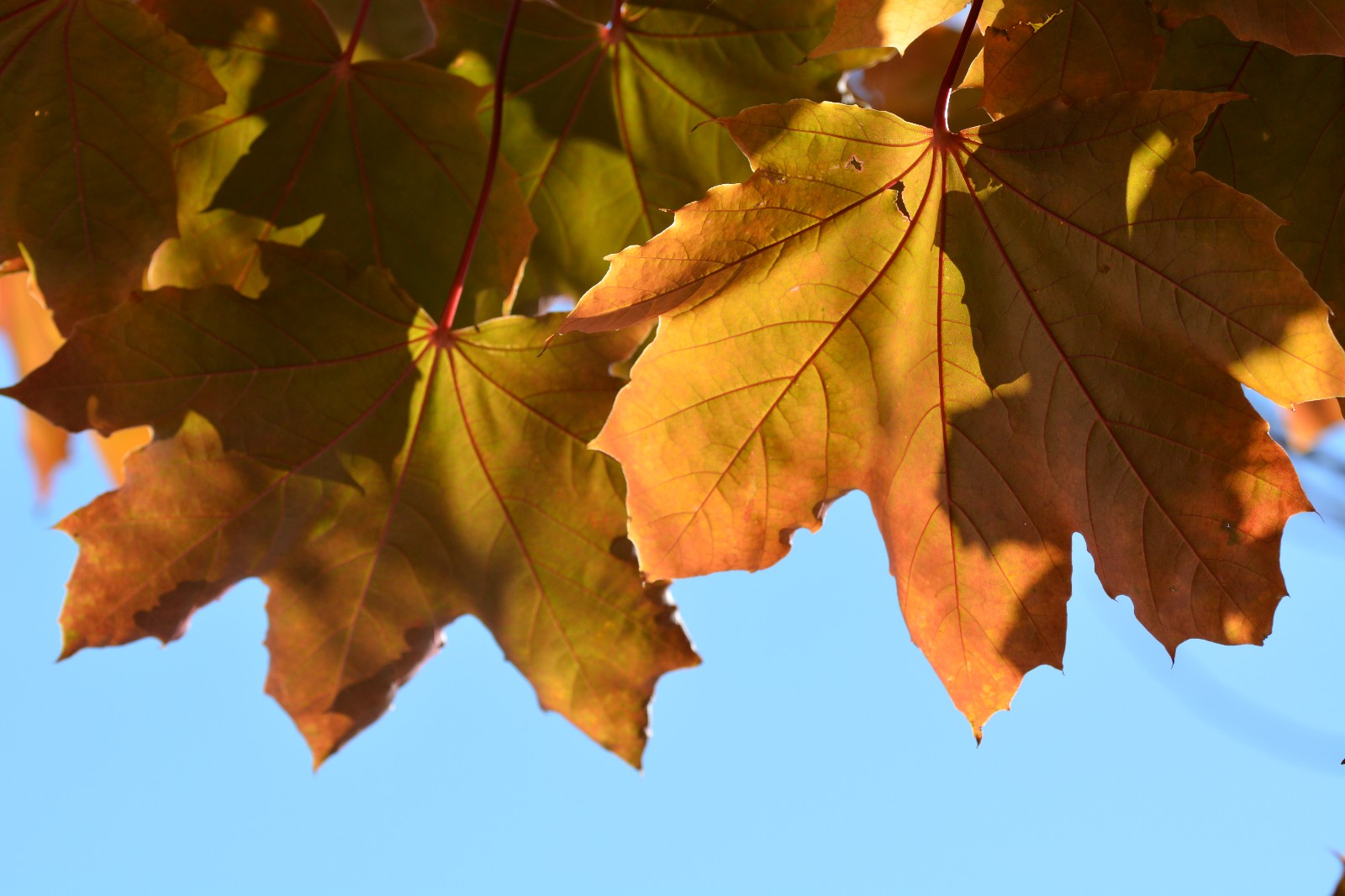 第一次拍到元宝槭的叶子很特别很漂亮原创摄影