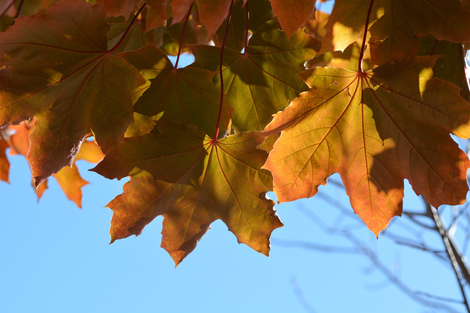 第一次拍到元宝槭的叶子很特别很漂亮原创摄影