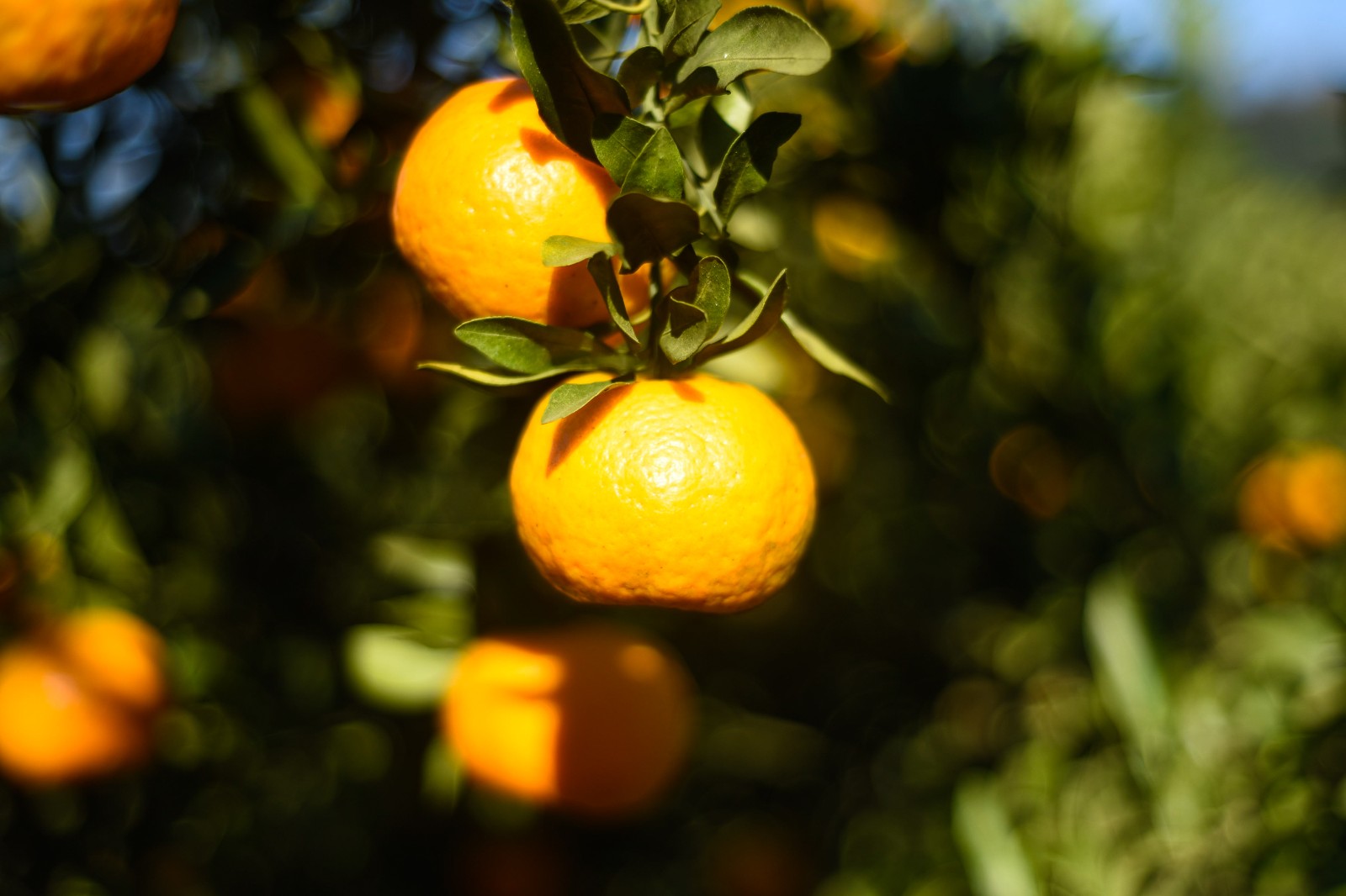 椪柑飘香果农采摘忙 这里椪柑全国有名