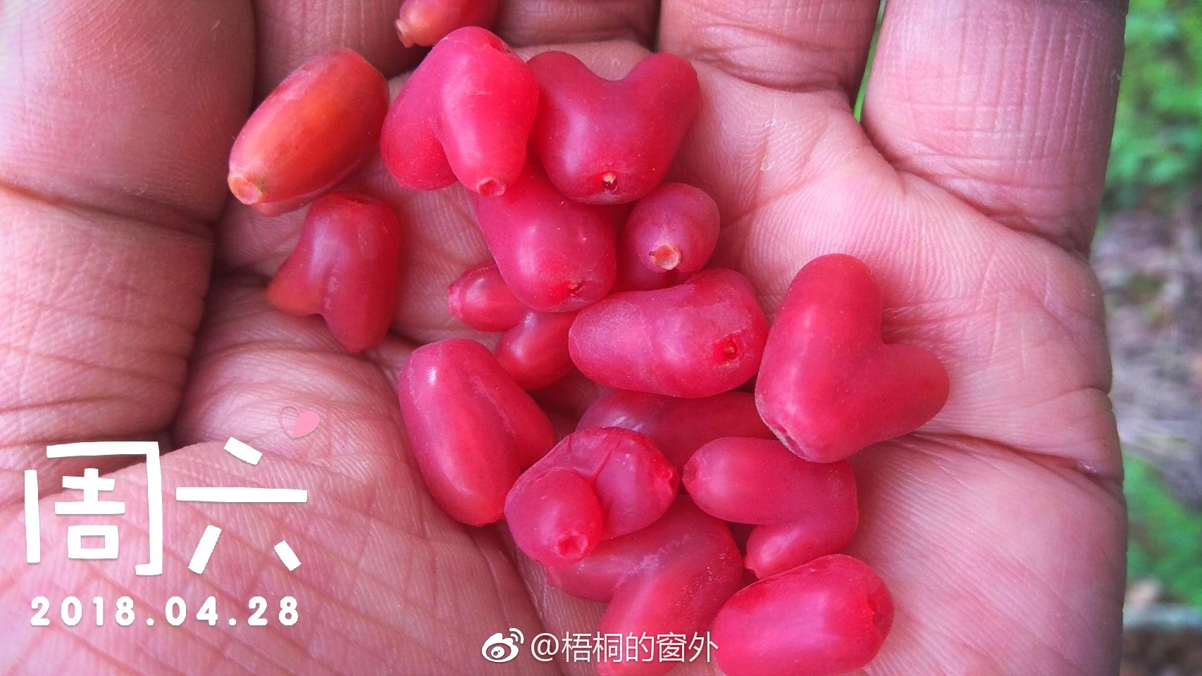 俗名裤裆果在太子岭随处可见裤裆果