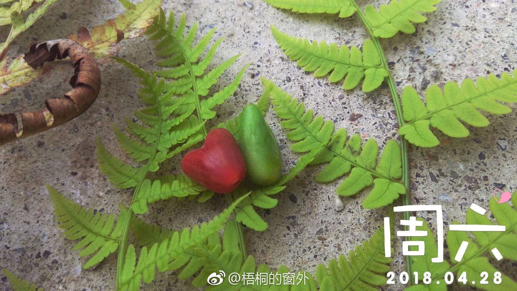 俗名裤裆果在太子岭随处可见裤裆果