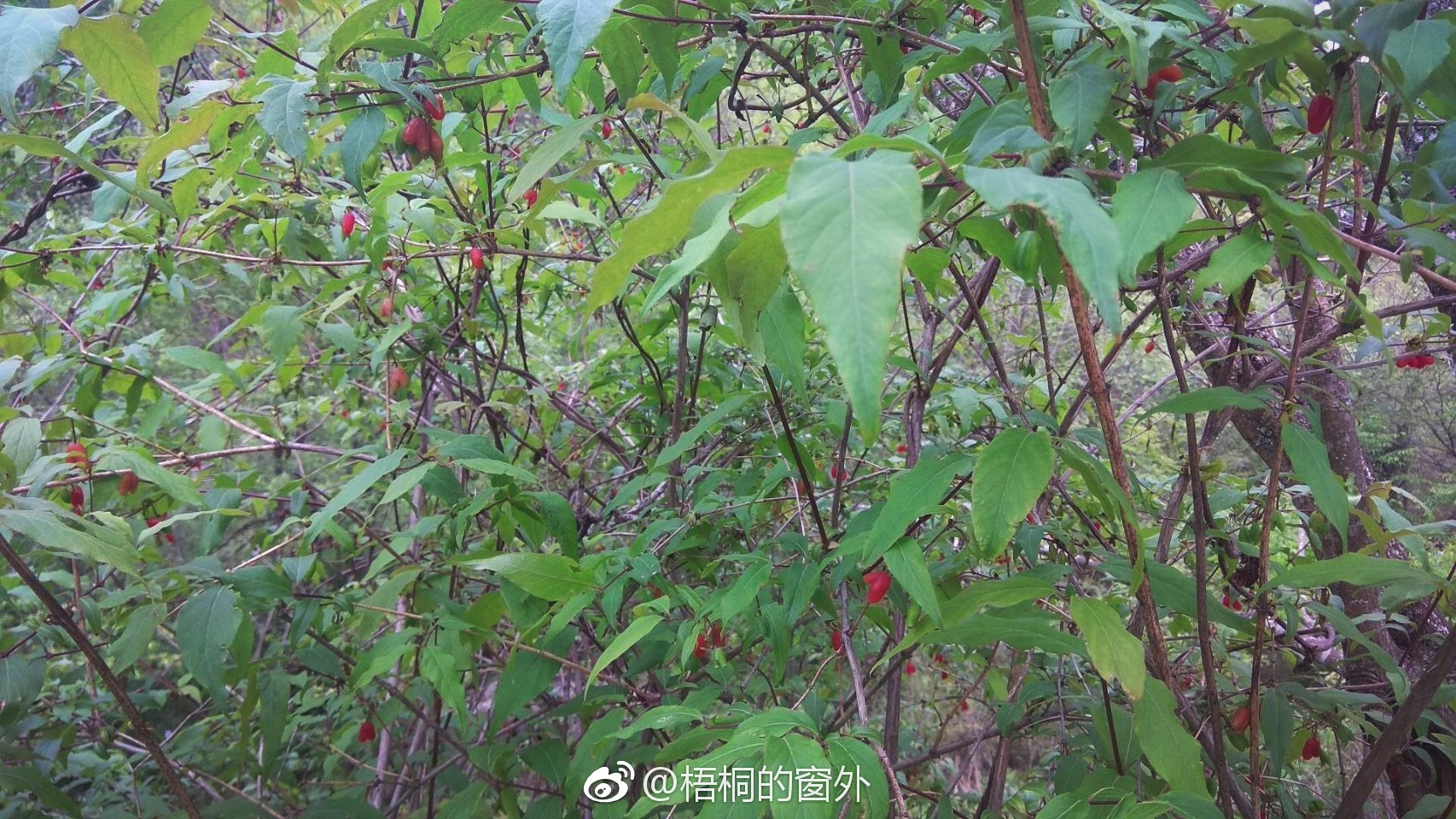 俗名裤裆果在太子岭随处可见裤裆果