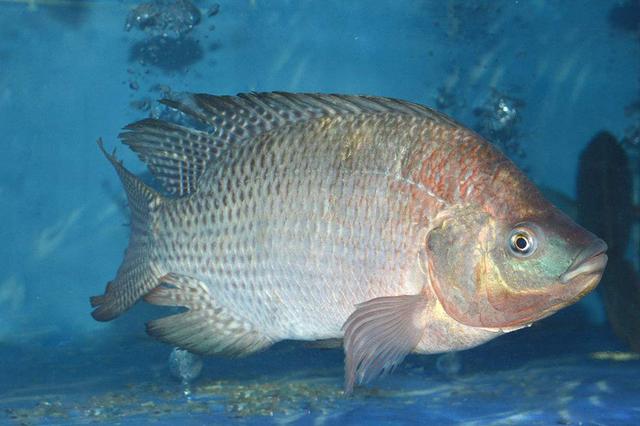 7种不能给宝宝吃的鱼,妈妈们了解一下|箭鱼|宝宝|鲨鱼_新浪新闻