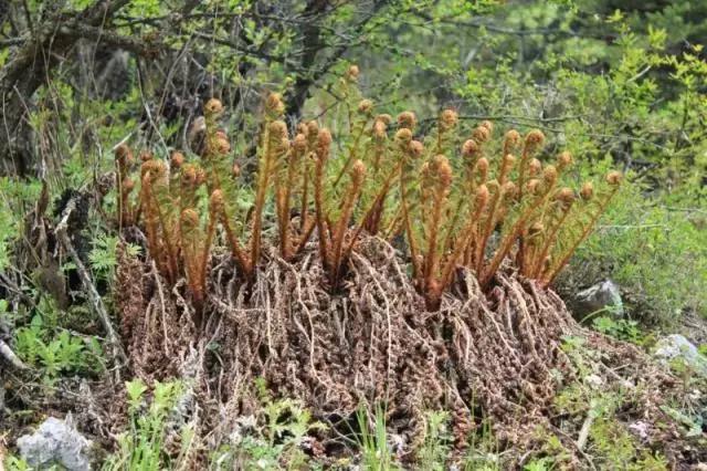 原来生活中还有这几样菜食用要小心|致癌物质|蕨菜|蕨根粉_新浪新闻