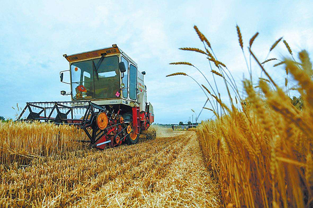 另一种方法就是等收割机收完之后,到打麦场直接晾晒.晒干后装袋,存贮.