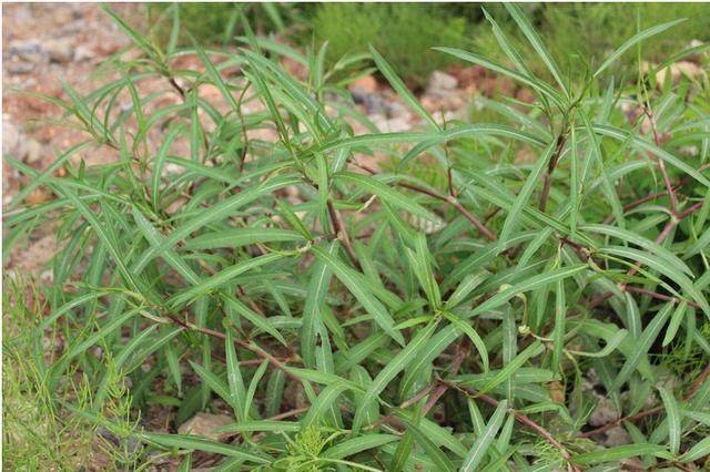 这种野菜被农村孩子当零食随便吃,还可治疗腹泻,你见过吗