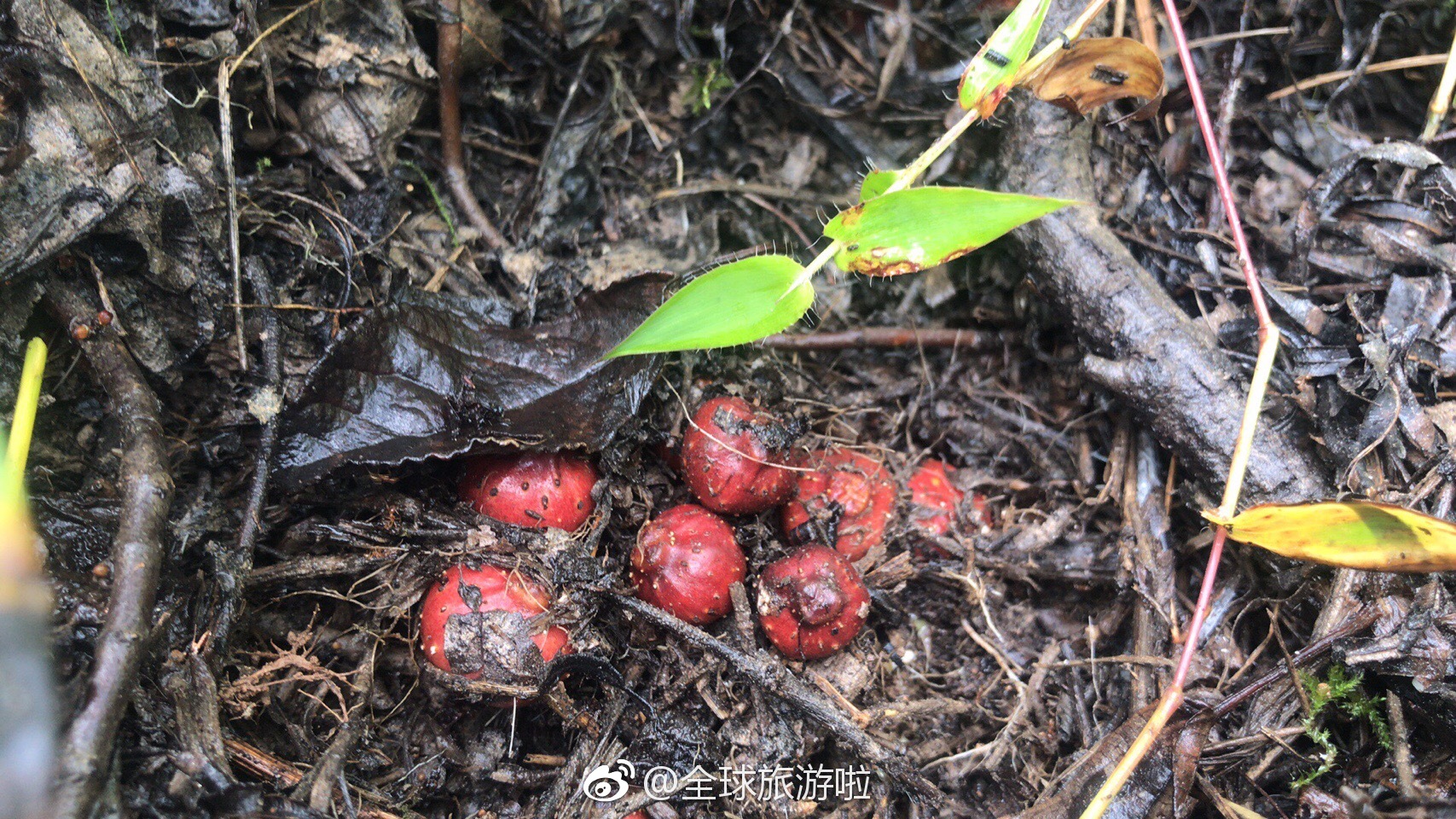 这个地瓜只属贵州的特产@贵阳头条排行榜 @盘州头条排行榜