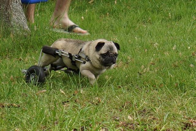 既然动物是向着有利生存进化那为什么动物的腿没有进化成轮子