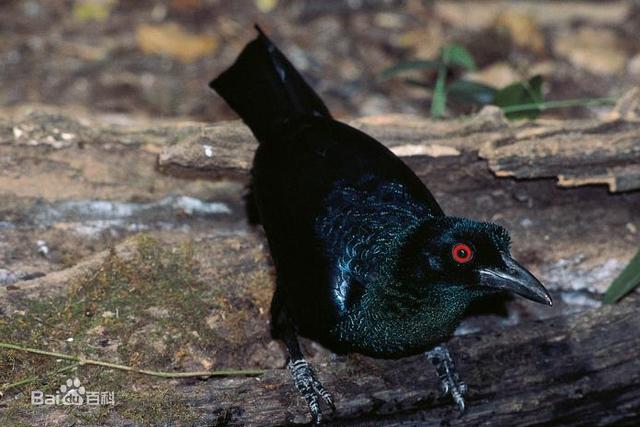 如果我说这种生物不是来自外星或者科幻电影,你会相信吗|天堂鸟