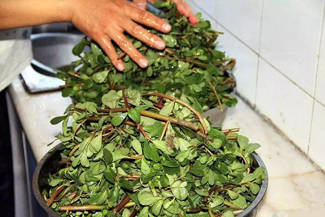 马齿苋|野菜|马齿笕_新浪新闻