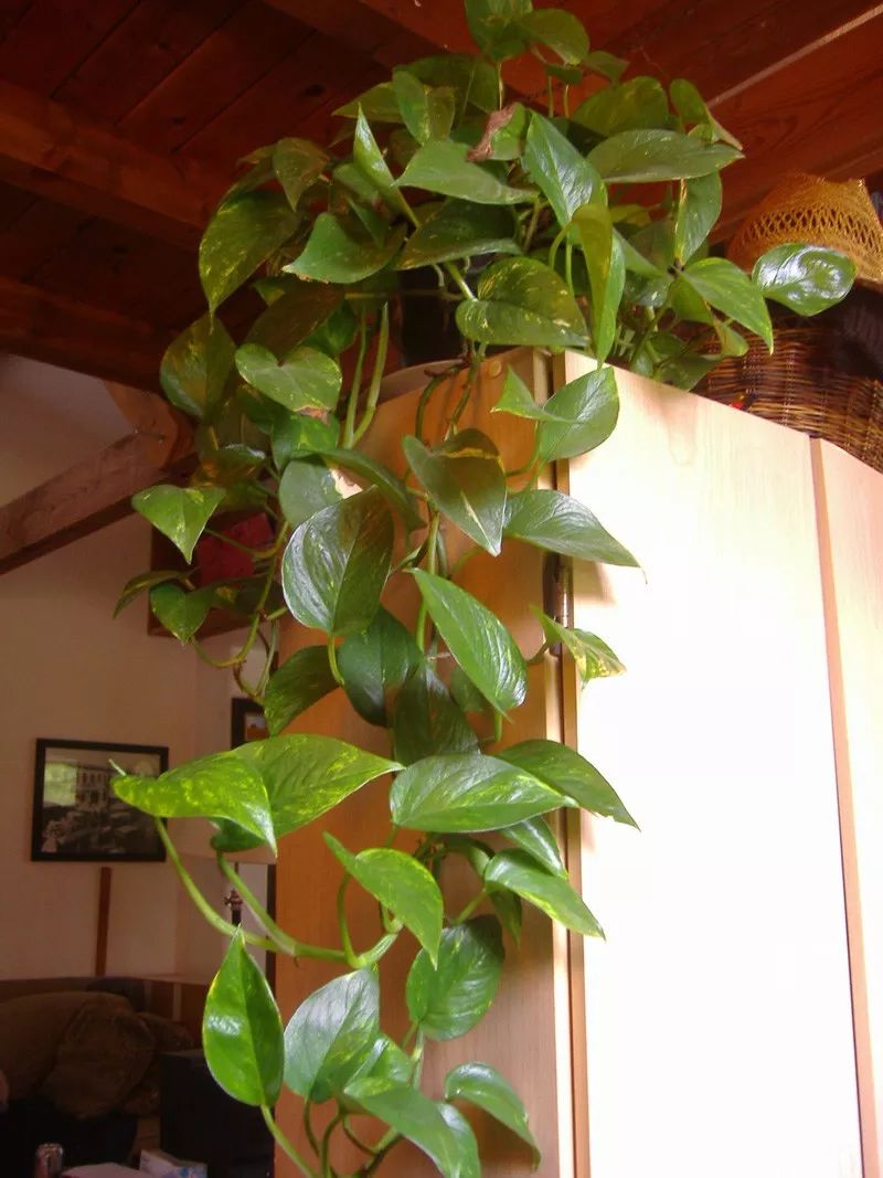 能够在室内轻松养活的7种爬藤植物,养成窗台上的吊盆花最适宜