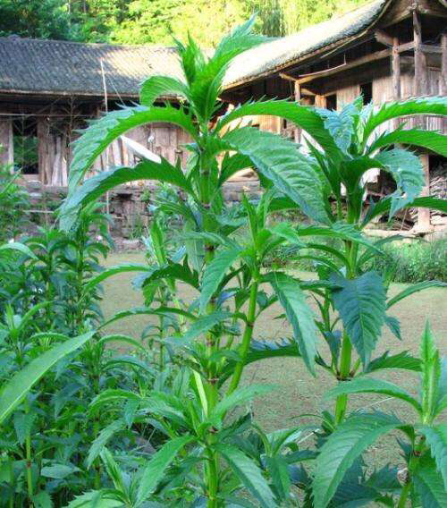 这野菜是埋在地下的"银条",药用堪比虫草,一斤6百让人吃不起