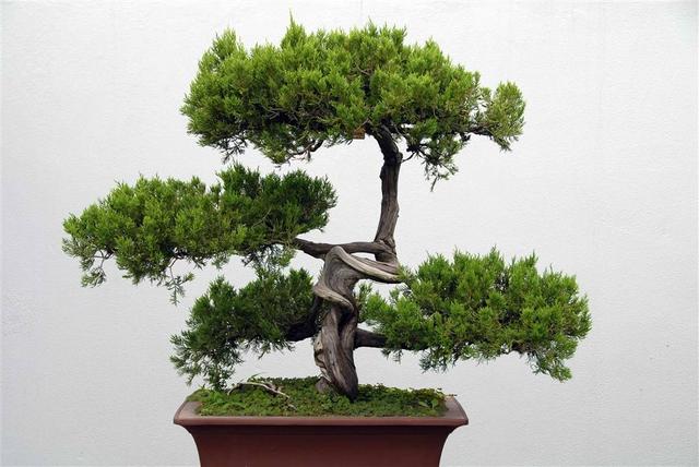 树木盆景新制作,我们该选取什么材料?