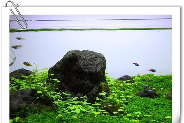 草缸造景:石景草坪水草缸欣赏